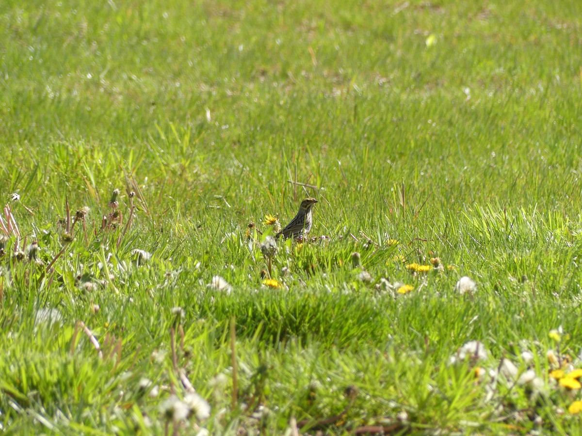 Savannah Sparrow - ML617987612