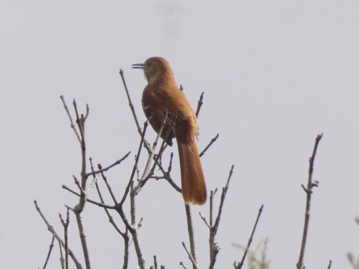 Brown Thrasher - ML617987685