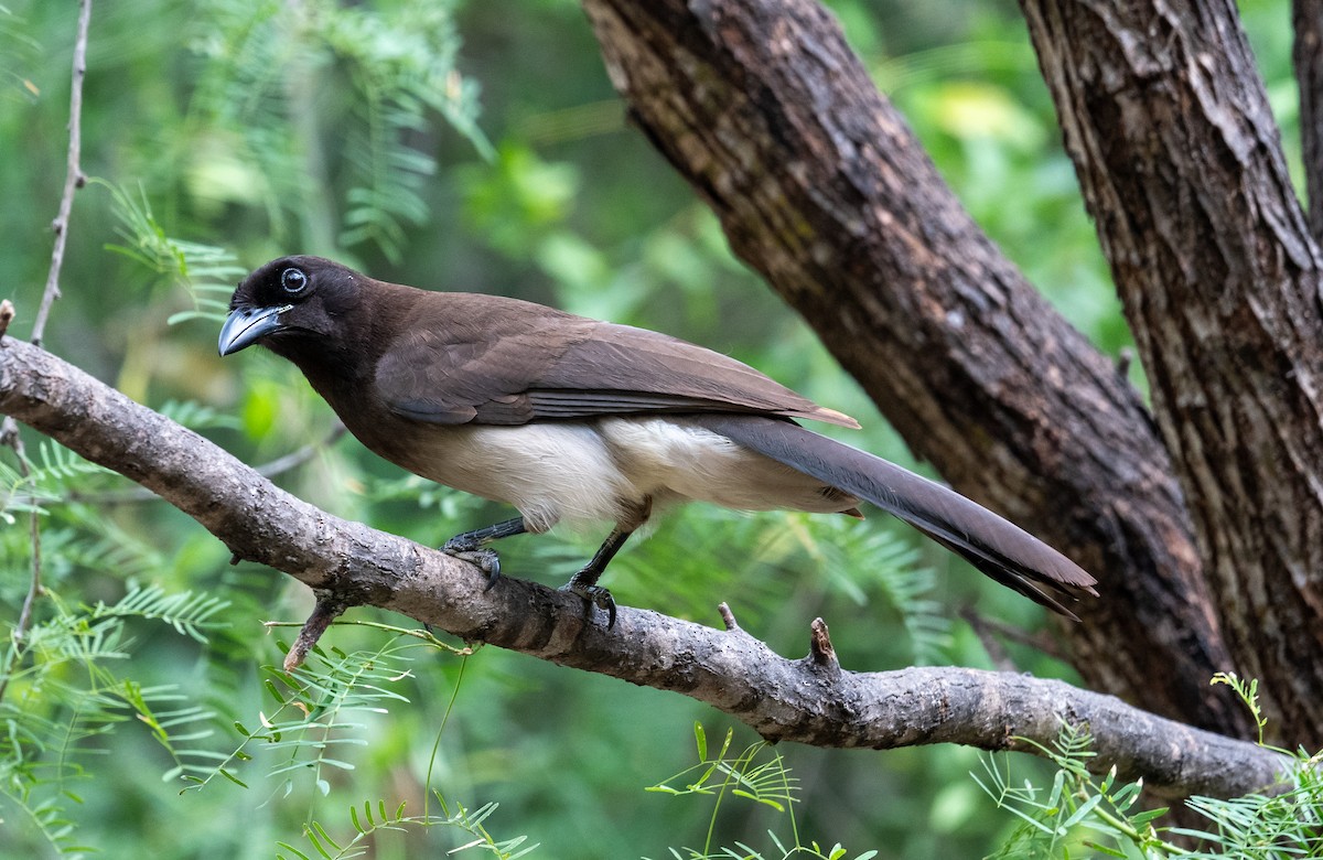 Brown Jay - Erik Ostrander