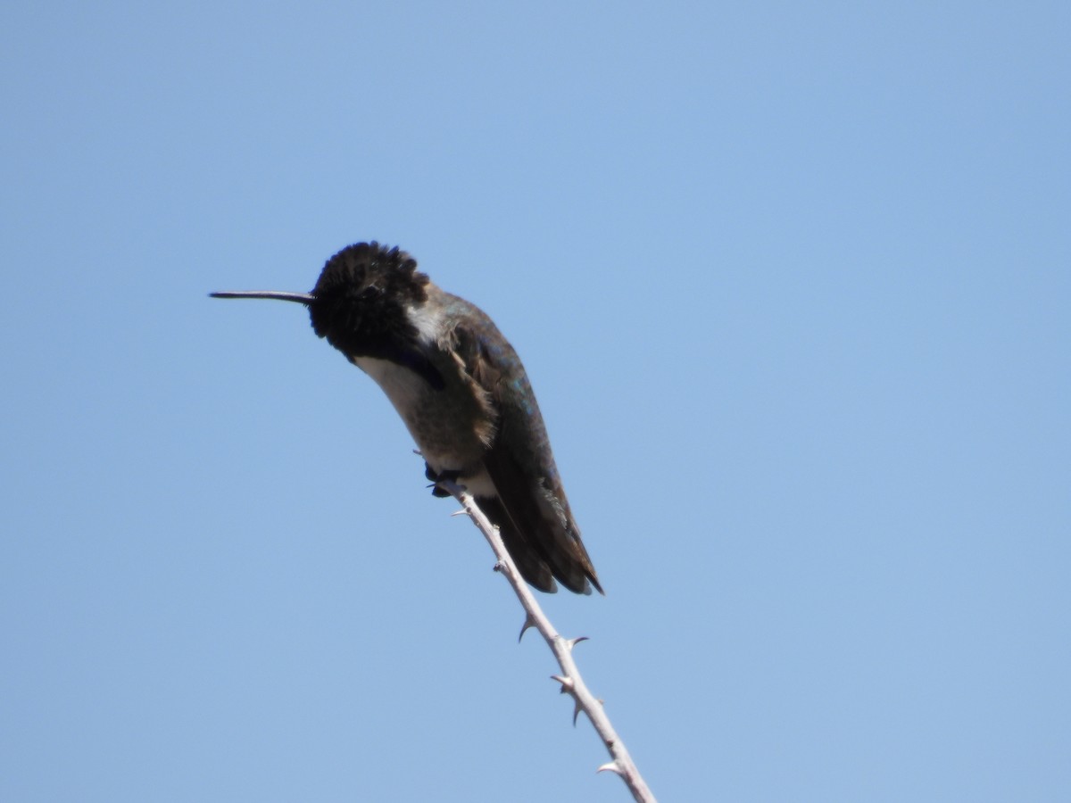 Costa's Hummingbird - ML617987724