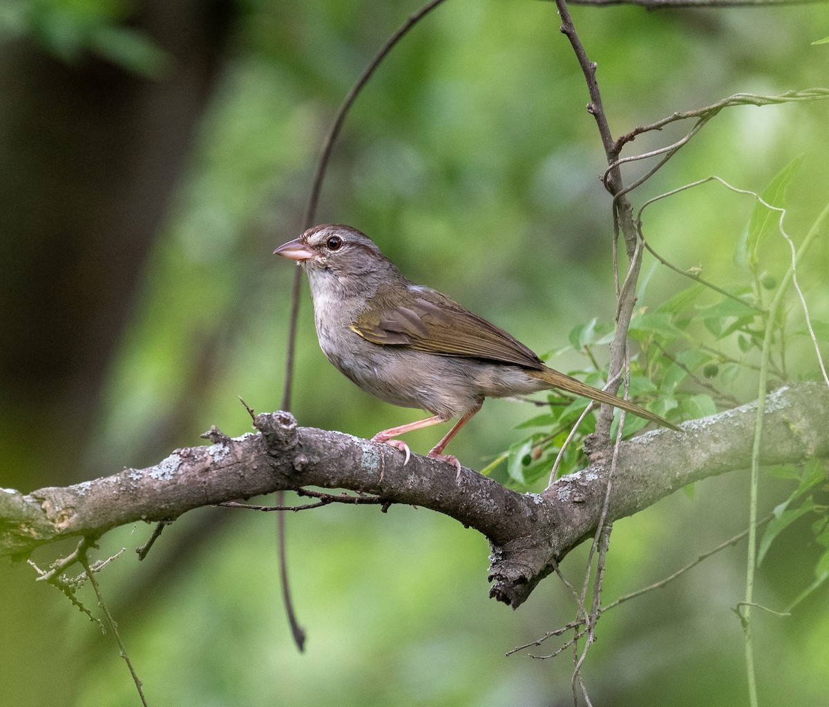 Olive Sparrow - Erik Ostrander