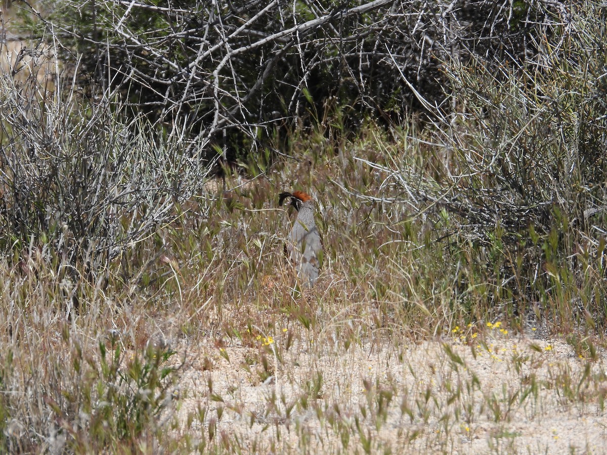 Gambel's Quail - ML617987746