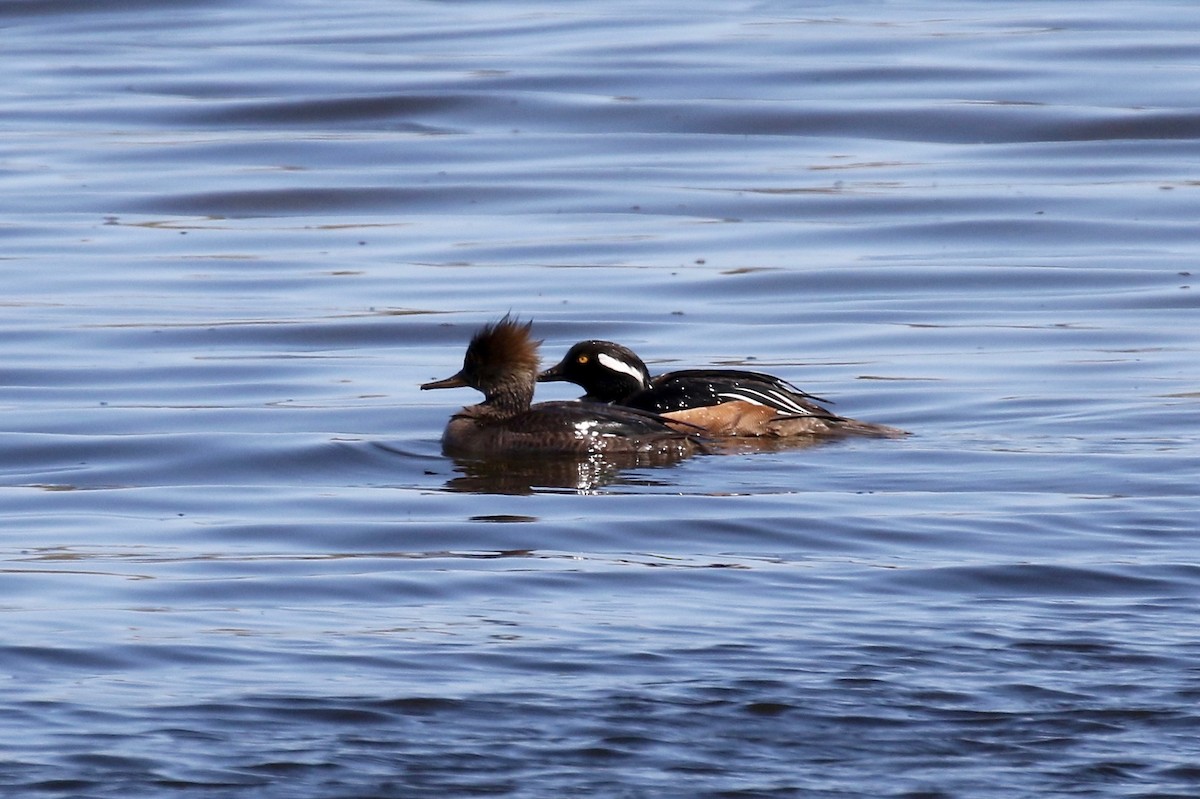 Hooded Merganser - Sandy Vorpahl