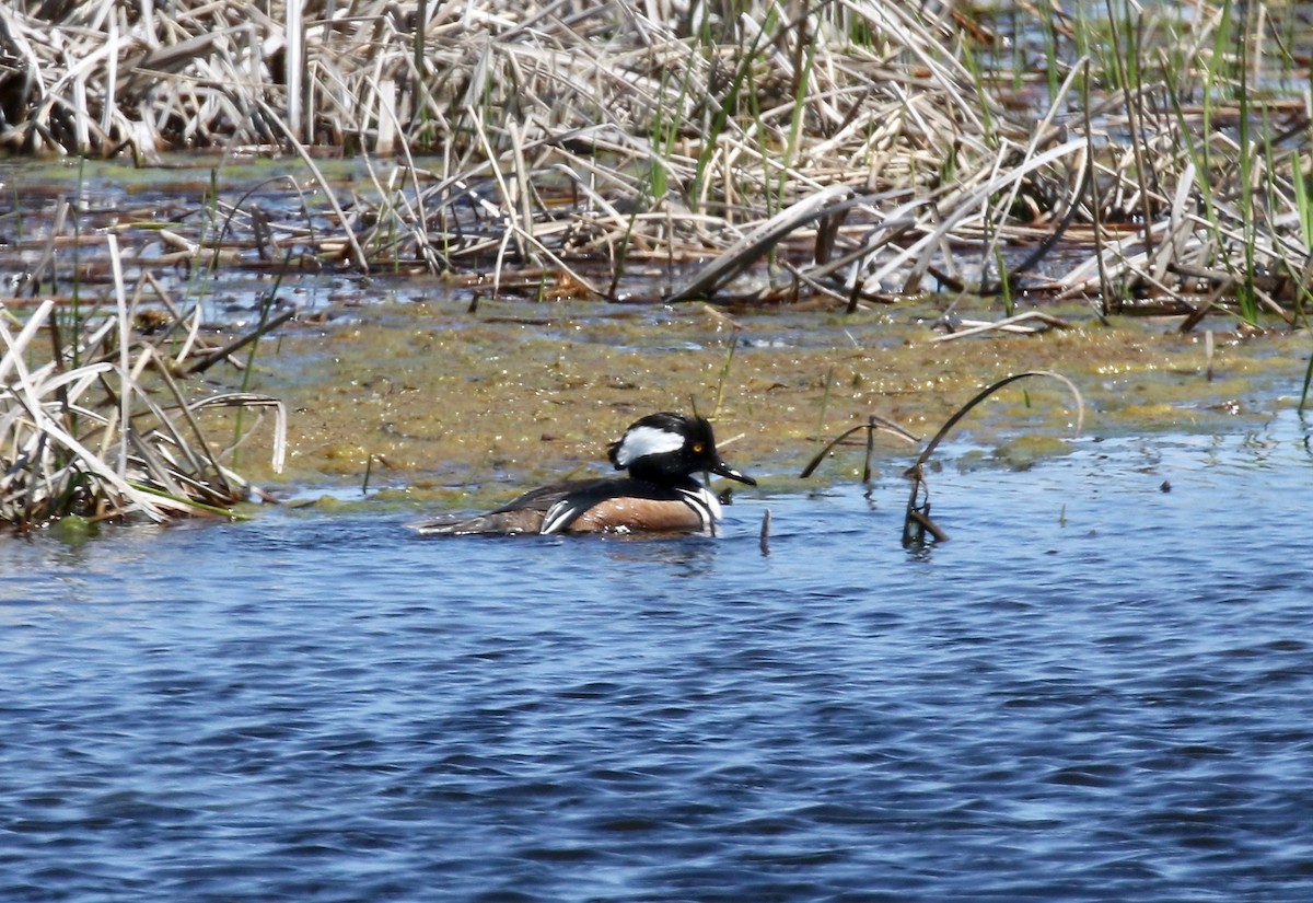 Hooded Merganser - ML617987752