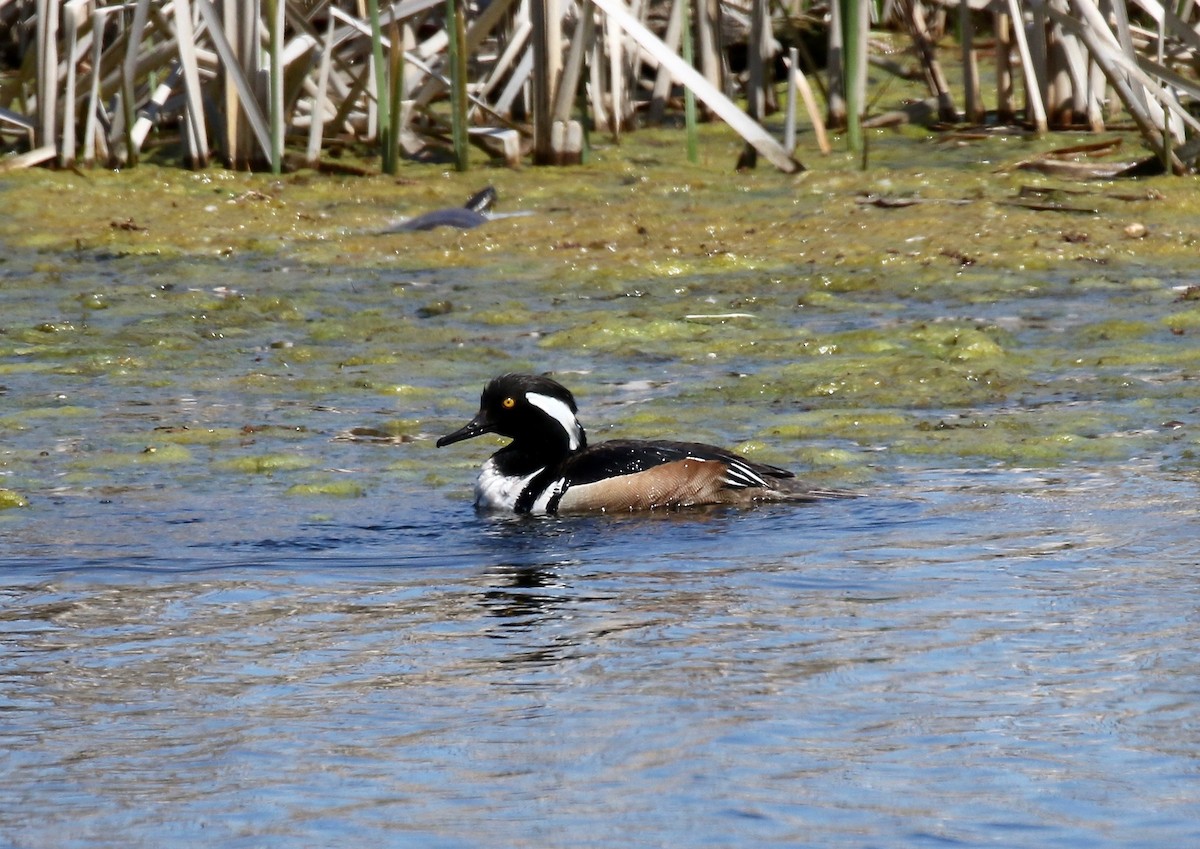 Hooded Merganser - ML617987758