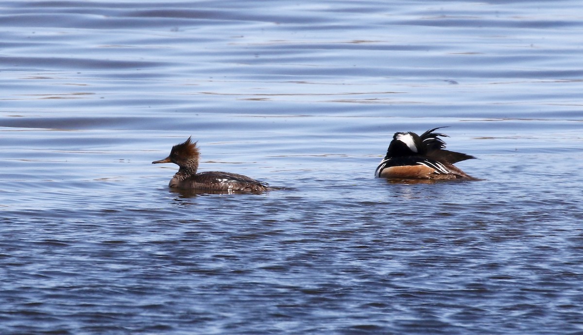 Hooded Merganser - Sandy Vorpahl