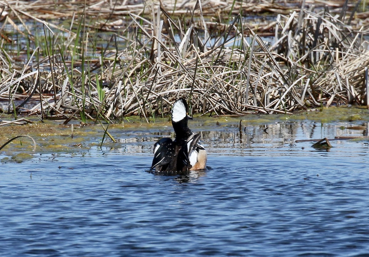 Hooded Merganser - ML617987763