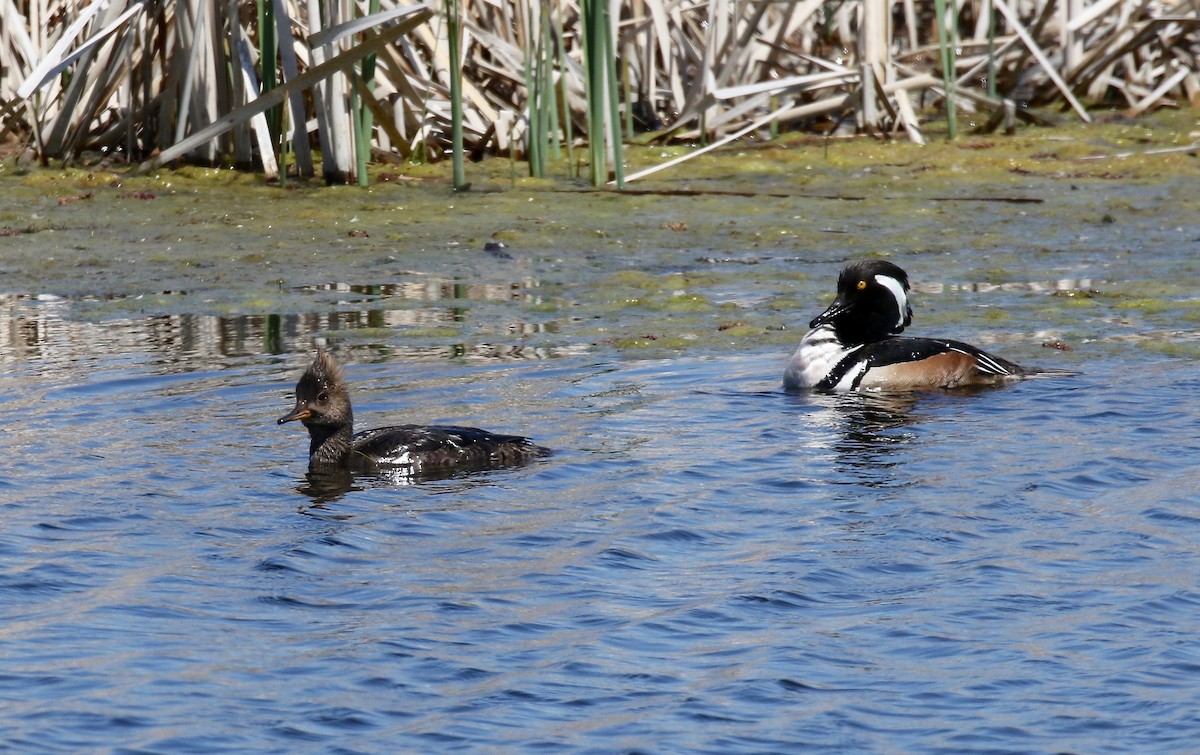 Hooded Merganser - Sandy Vorpahl