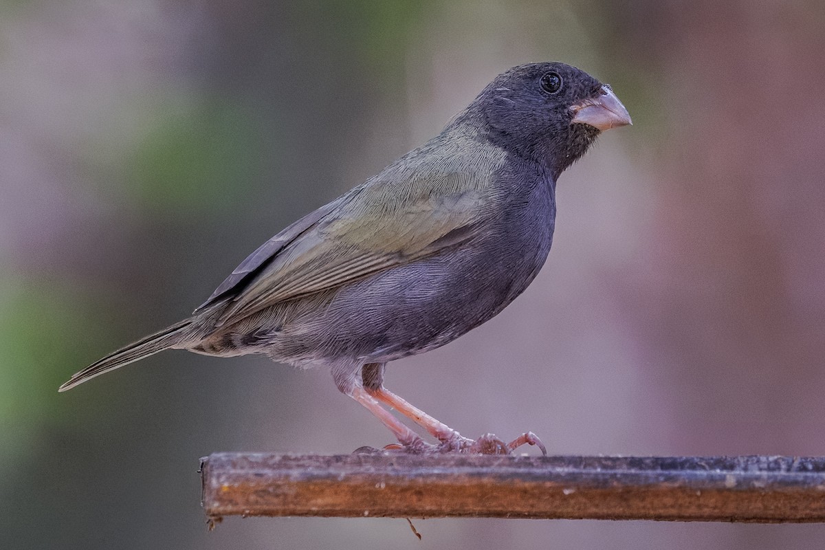 Black-faced Grassquit - ML617987798