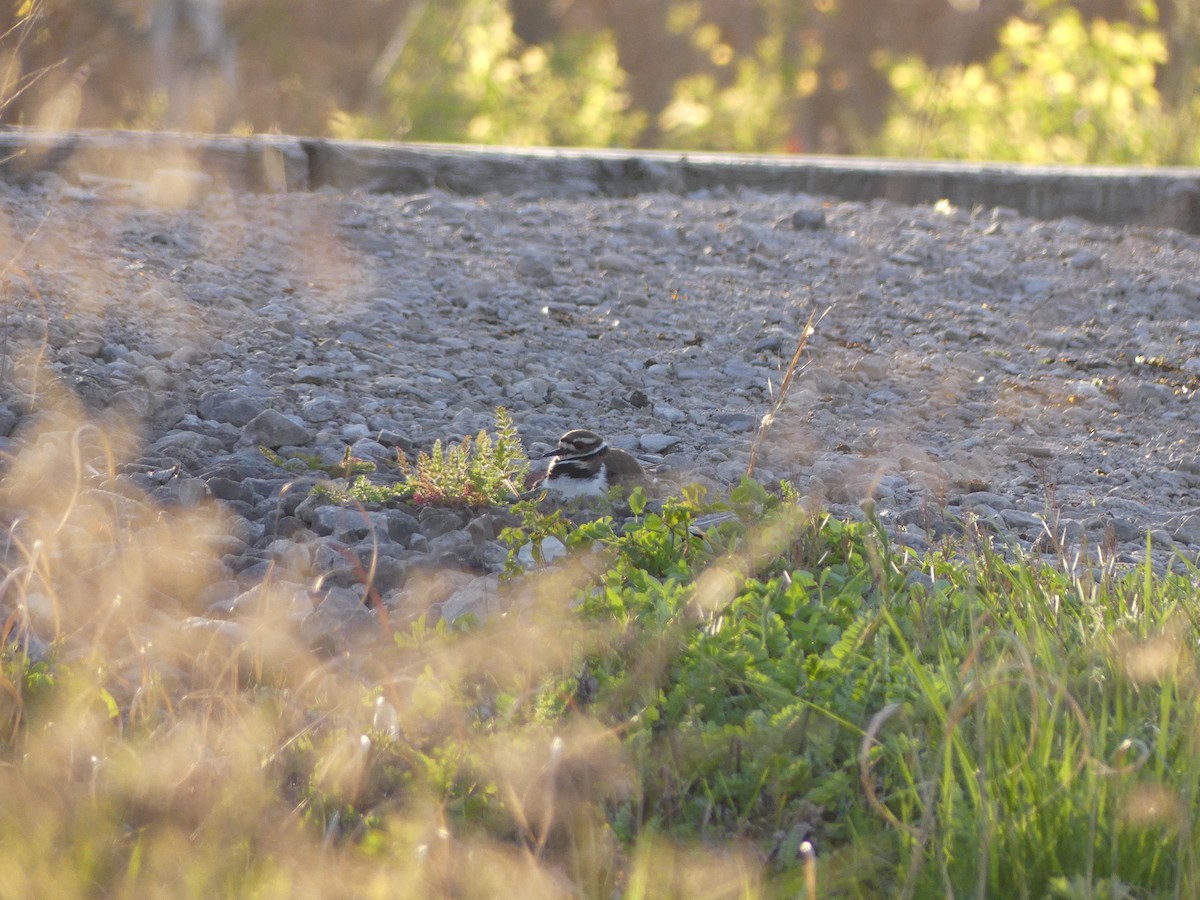 Killdeer - ML617987811