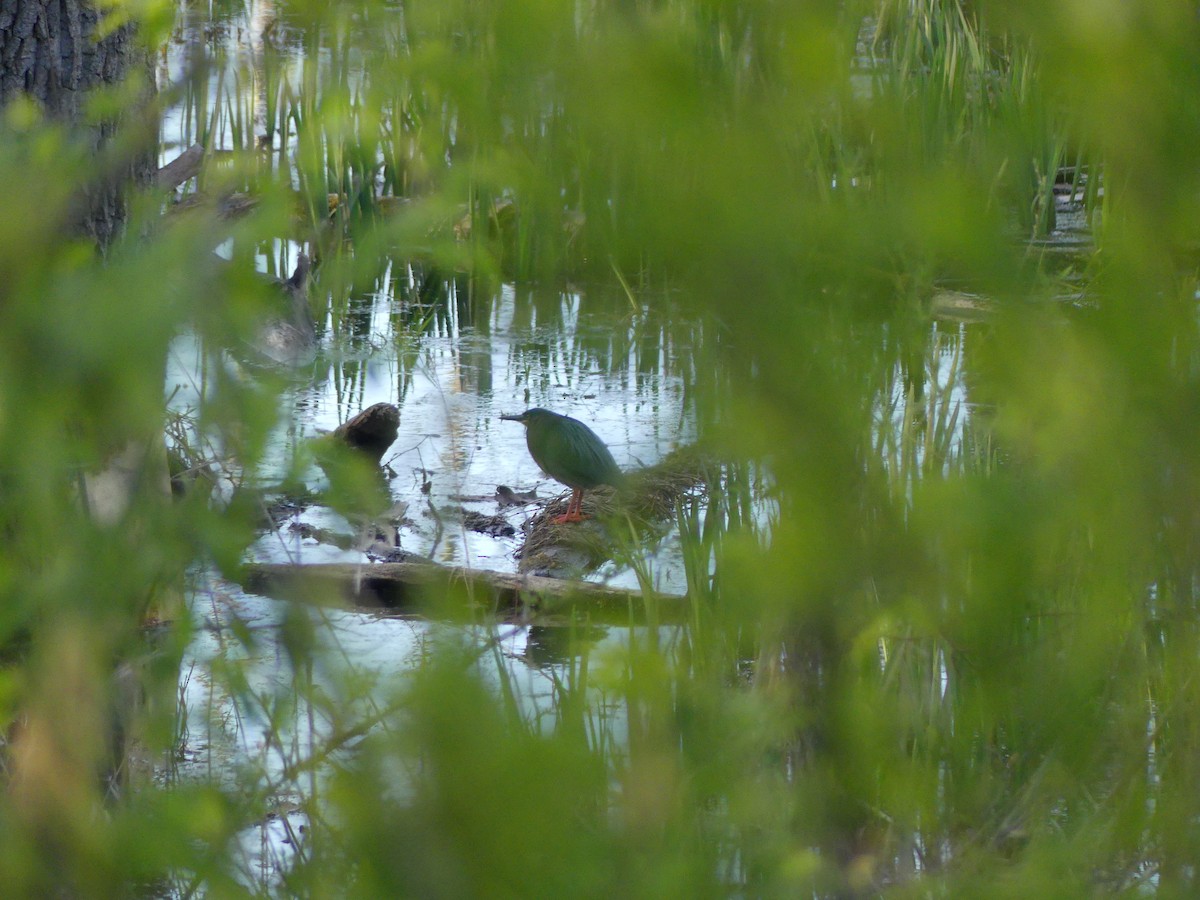 Green Heron - ML617987843