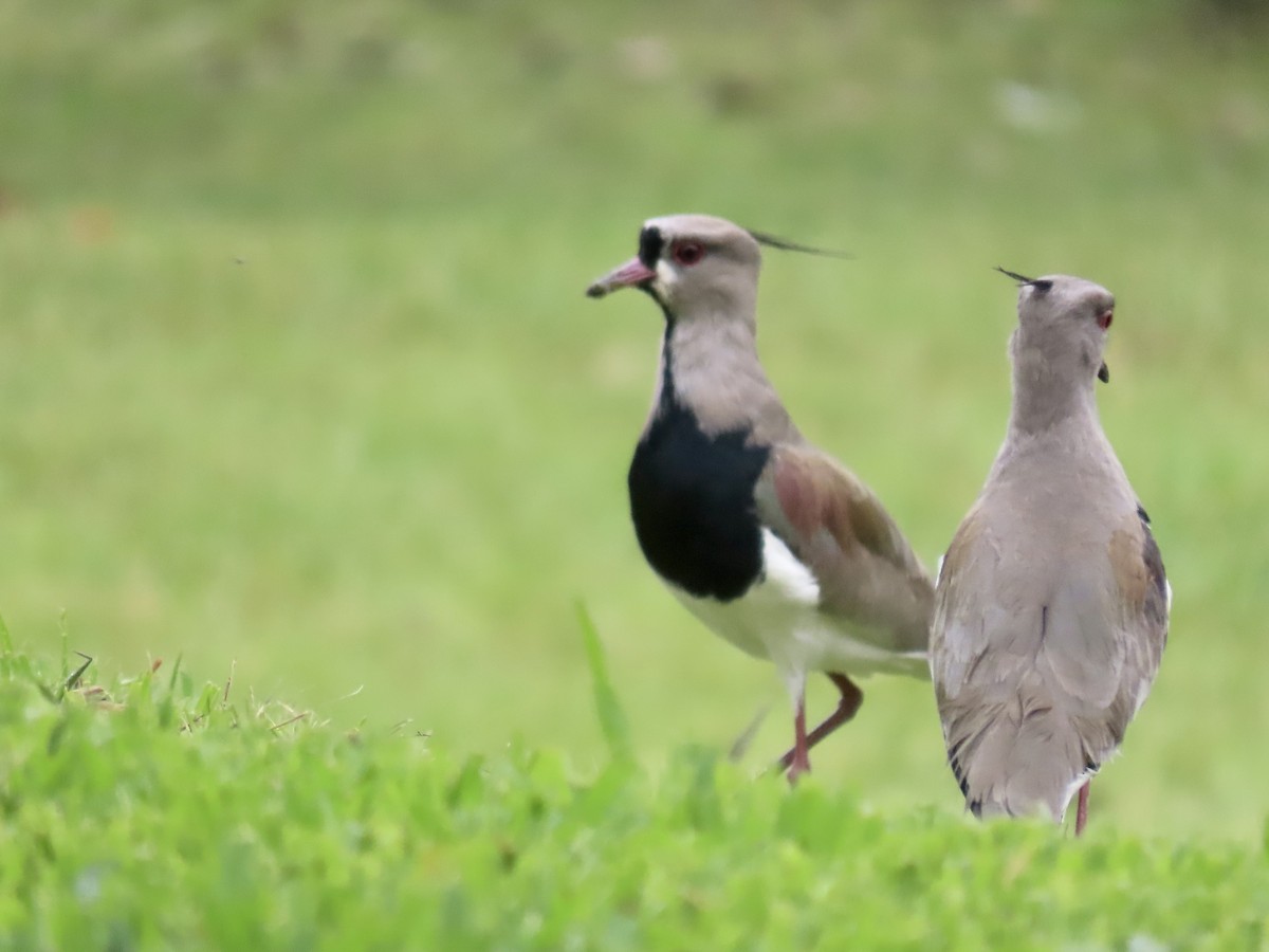 Southern Lapwing (lampronotus) - ML617987851