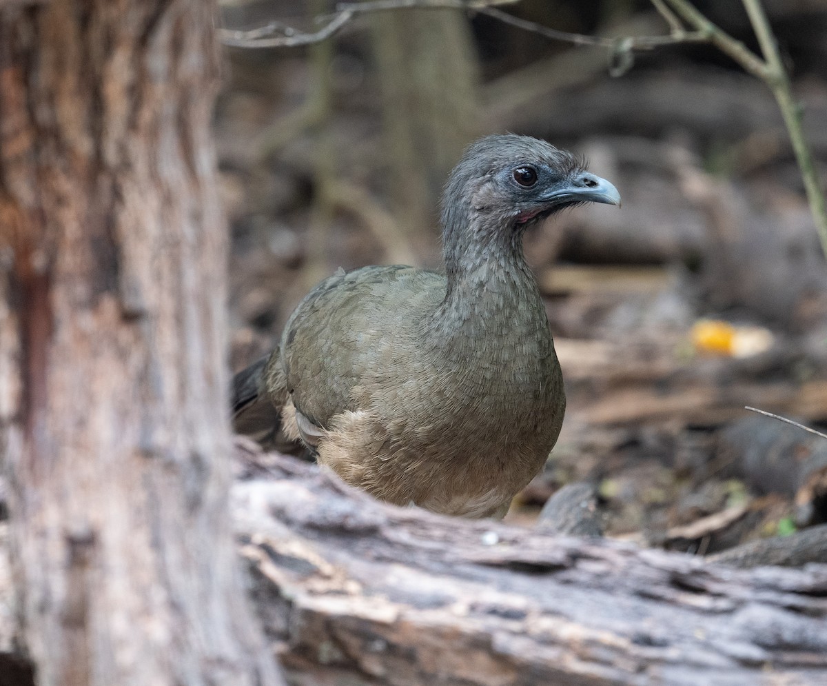 Plain Chachalaca - ML617987871