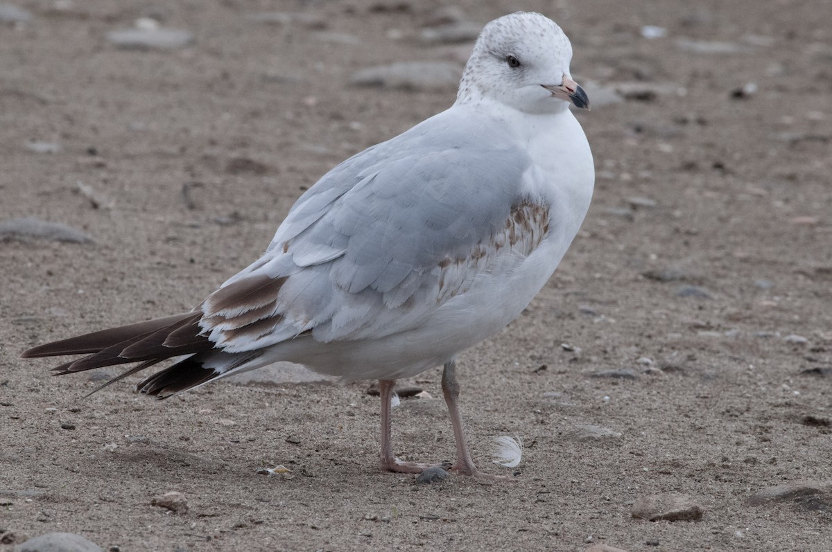 Ring-billed Gull - ML617987880