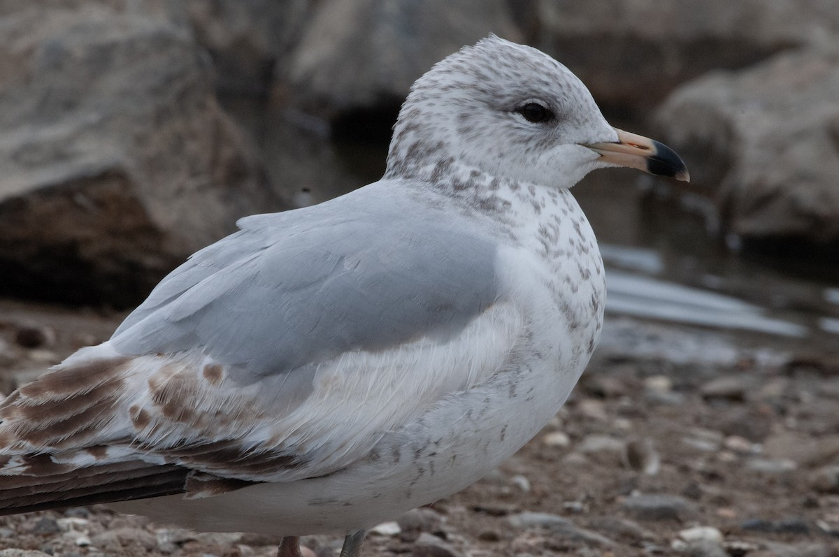 Ring-billed Gull - ML617987881