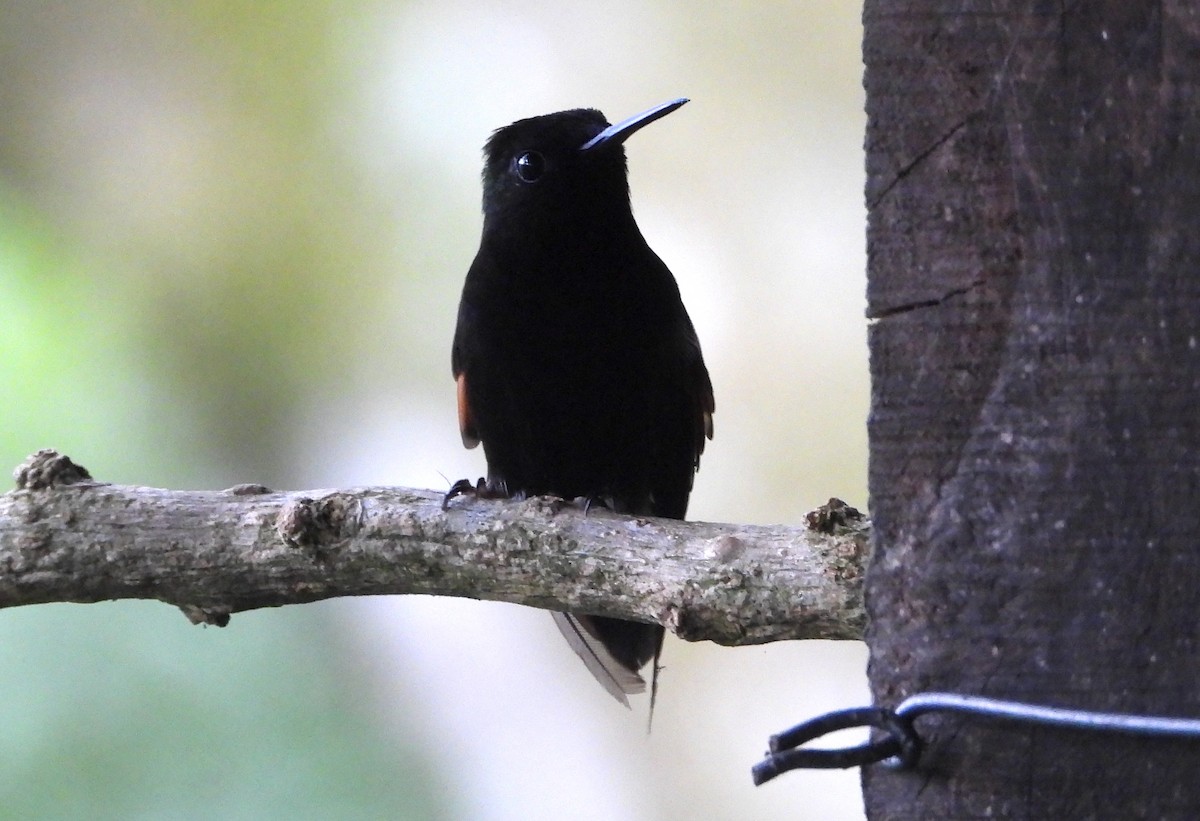 Black-bellied Hummingbird - Albert Ribes