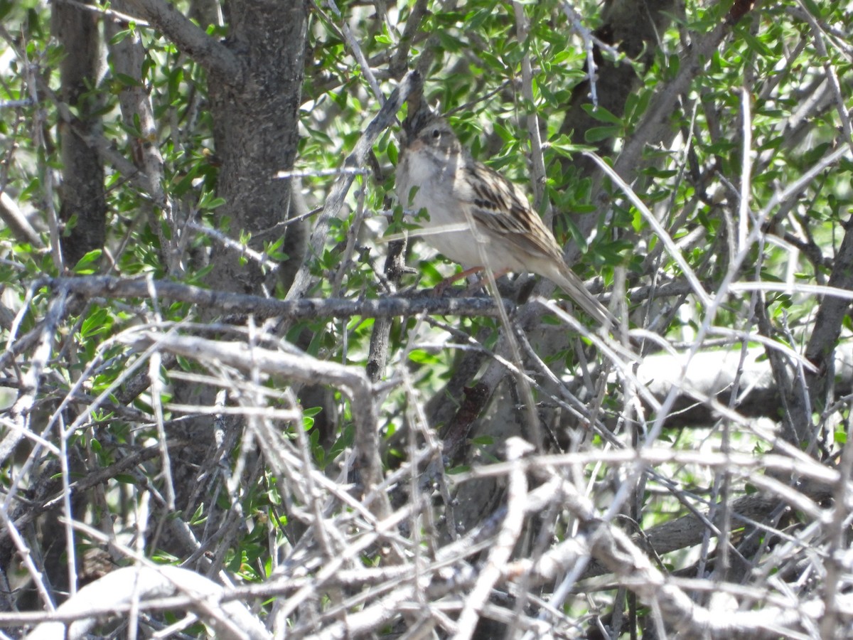 Brewer's Sparrow - ML617987936