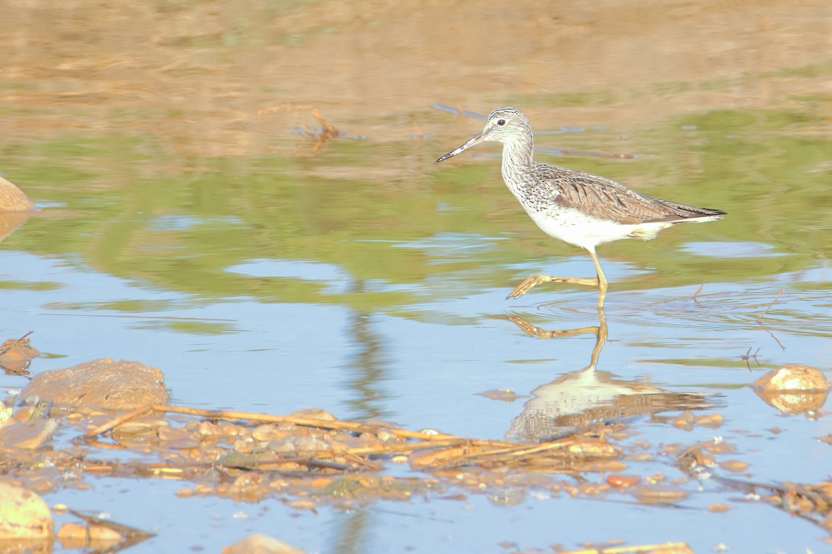 Common Greenshank - ML617987956