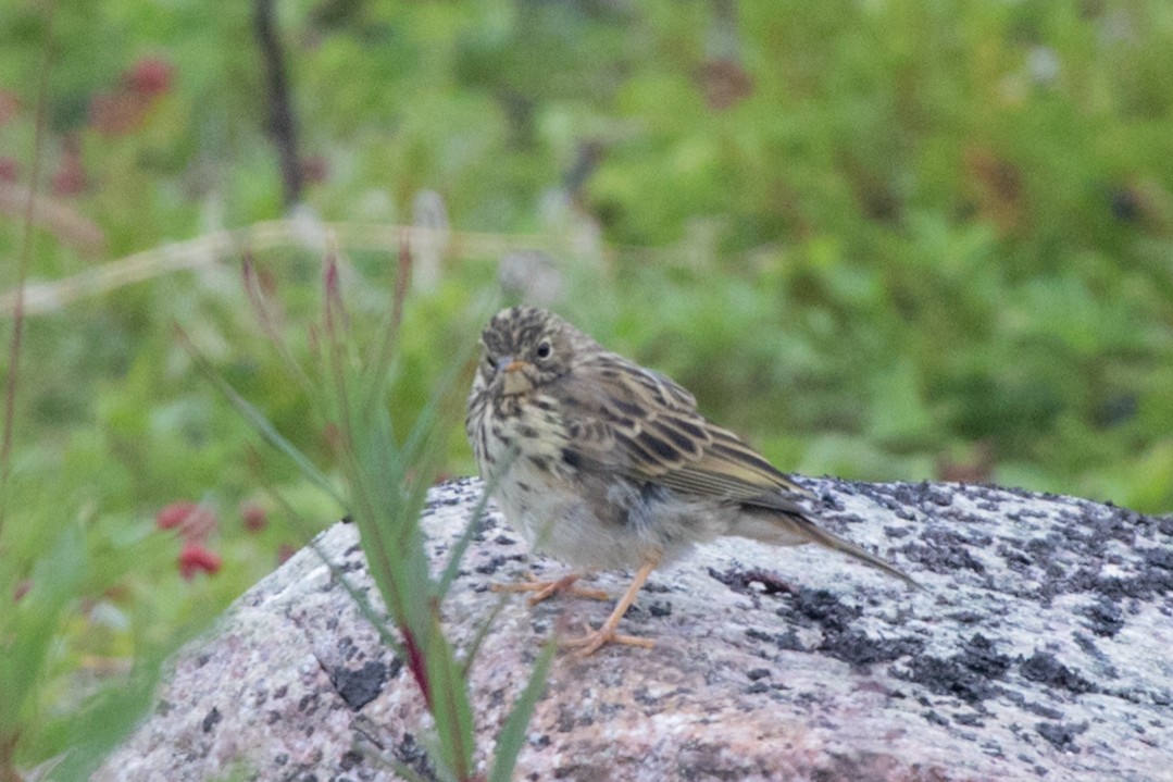 Meadow Pipit - Marina (Марина) Koroleva (Королева)