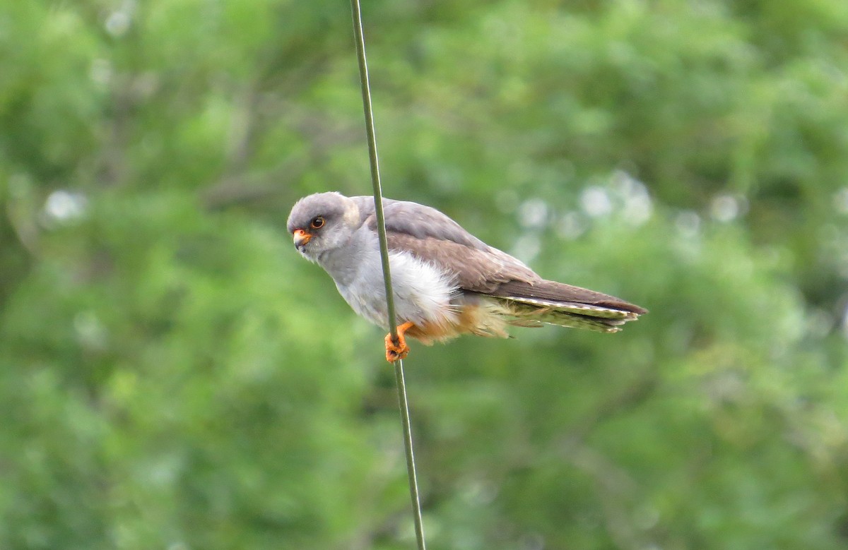 Red-footed Falcon - ML617987982
