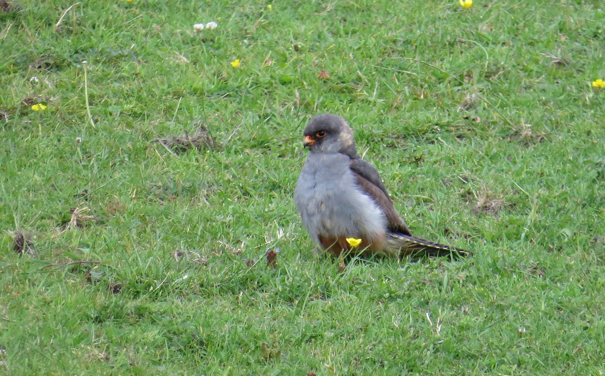 Red-footed Falcon - ML617987984