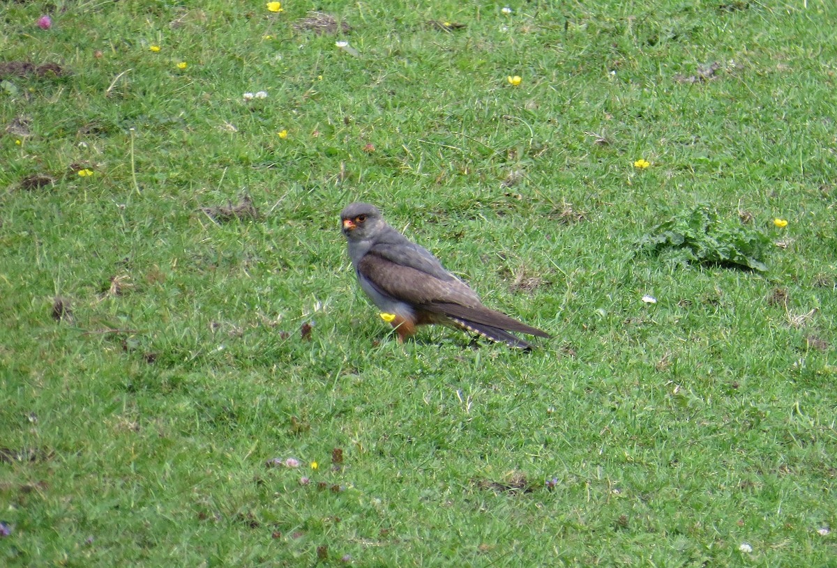 Red-footed Falcon - ML617987985