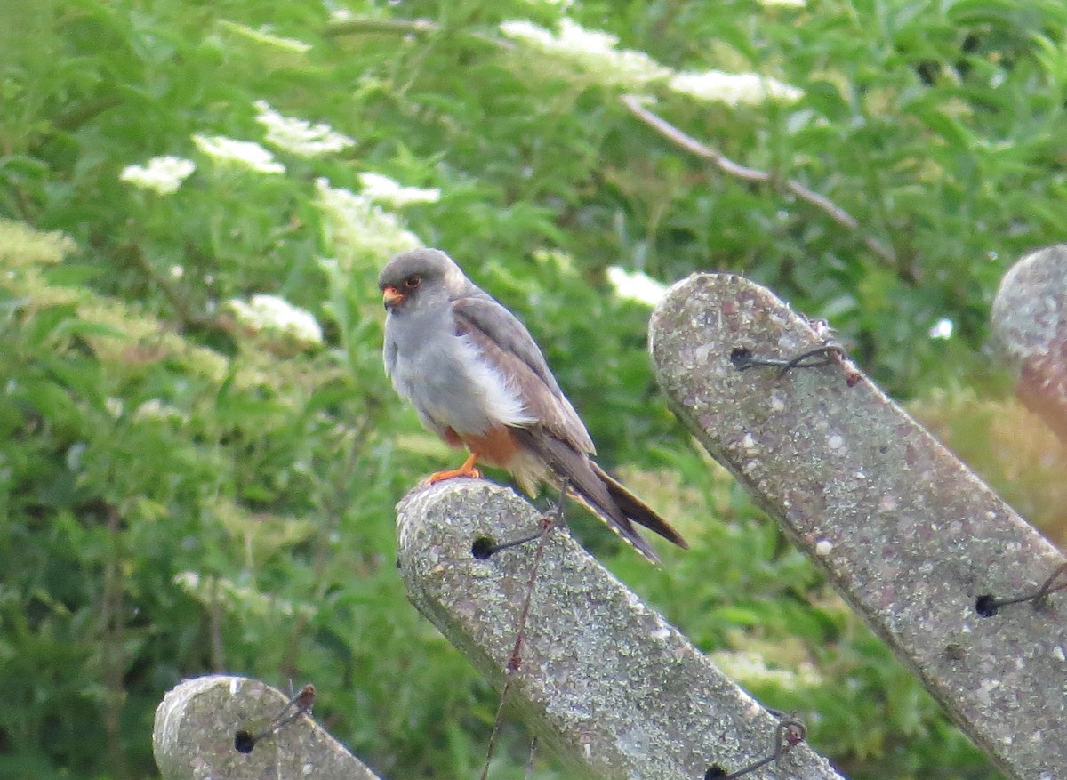 Red-footed Falcon - ML617987986