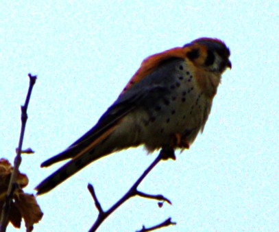 American Kestrel - ML617988027