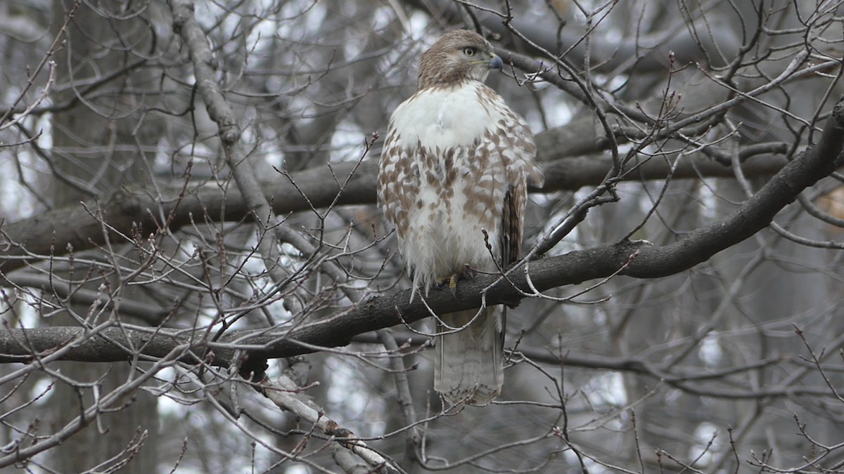 Red-tailed Hawk - ML617988037