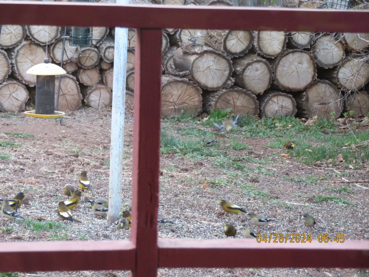 Evening Grosbeak - Anonymous