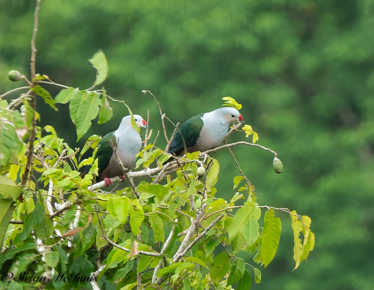 Red-knobbed Imperial-Pigeon - ML617988075