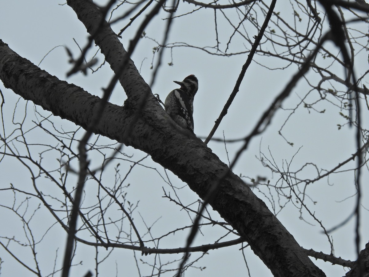 Yellow-bellied Sapsucker - ML617988091