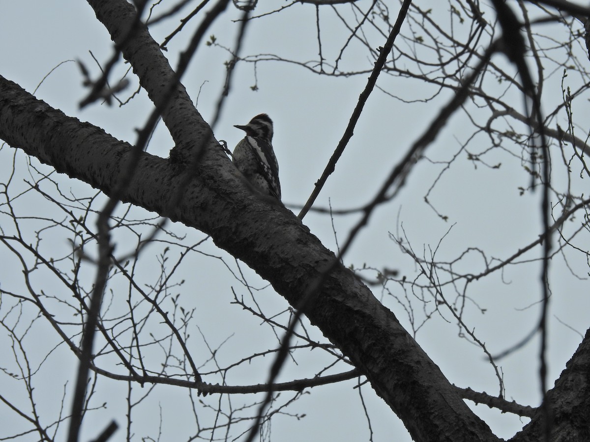 Yellow-bellied Sapsucker - ML617988092