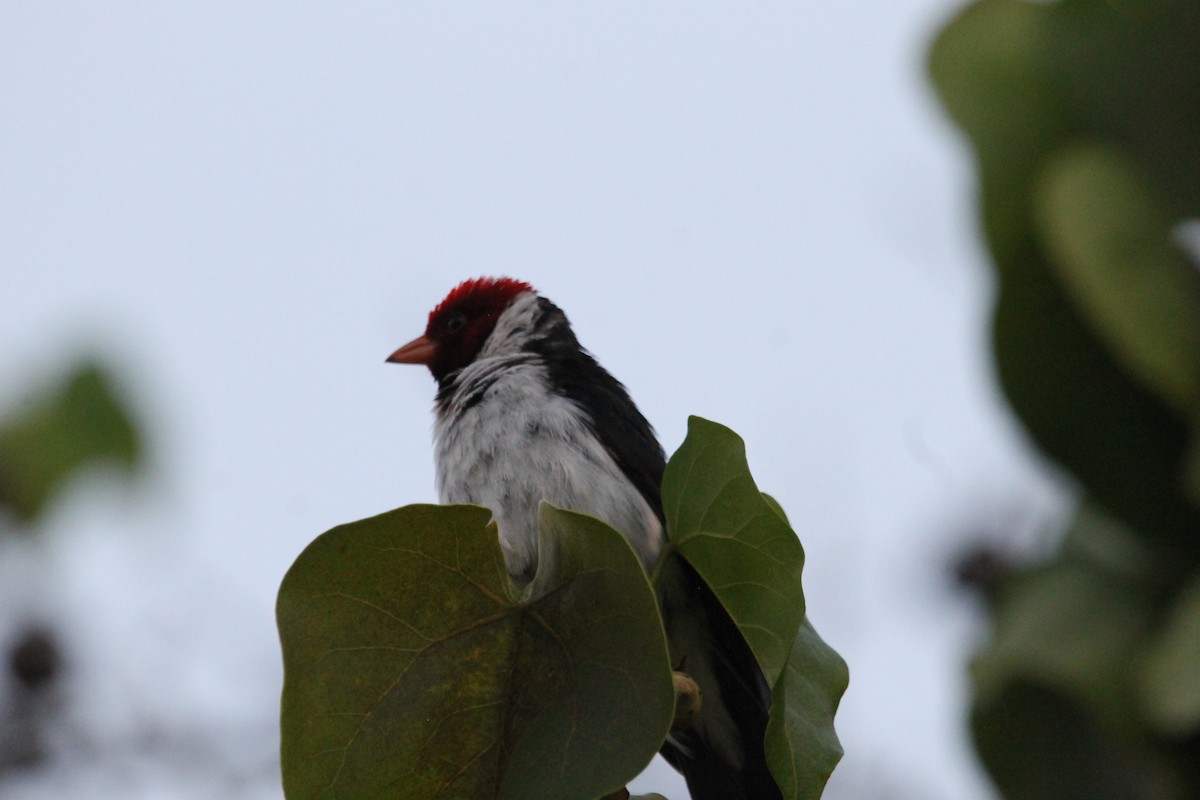 Yellow-billed Cardinal - ML617988129