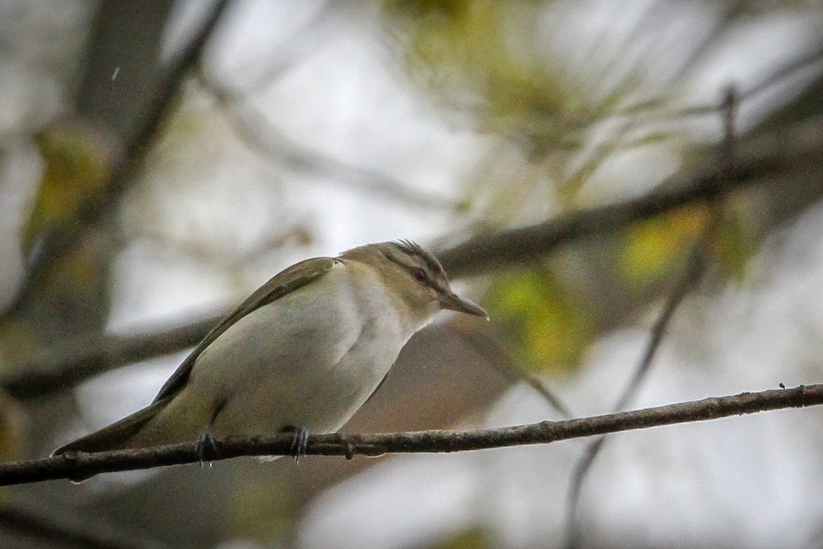 Red-eyed Vireo - ML617988178