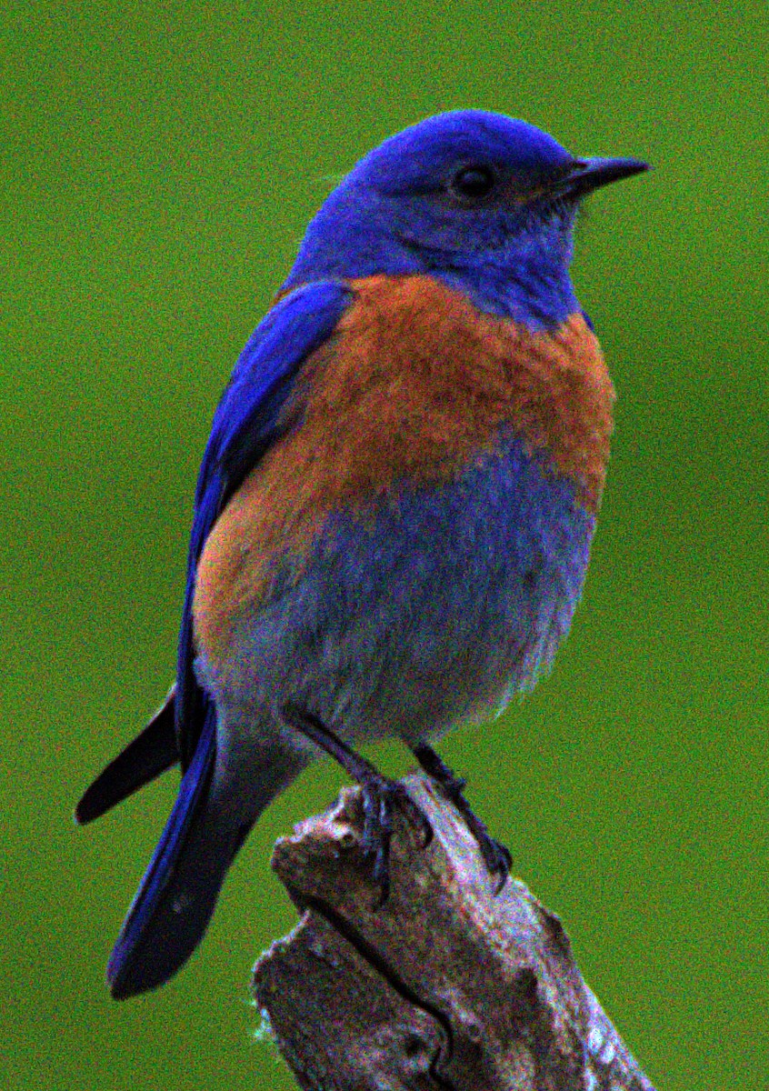 Western Bluebird - Andrew Melnick