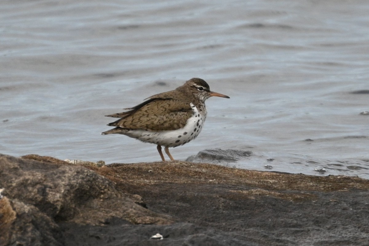 Spotted Sandpiper - ML617988222