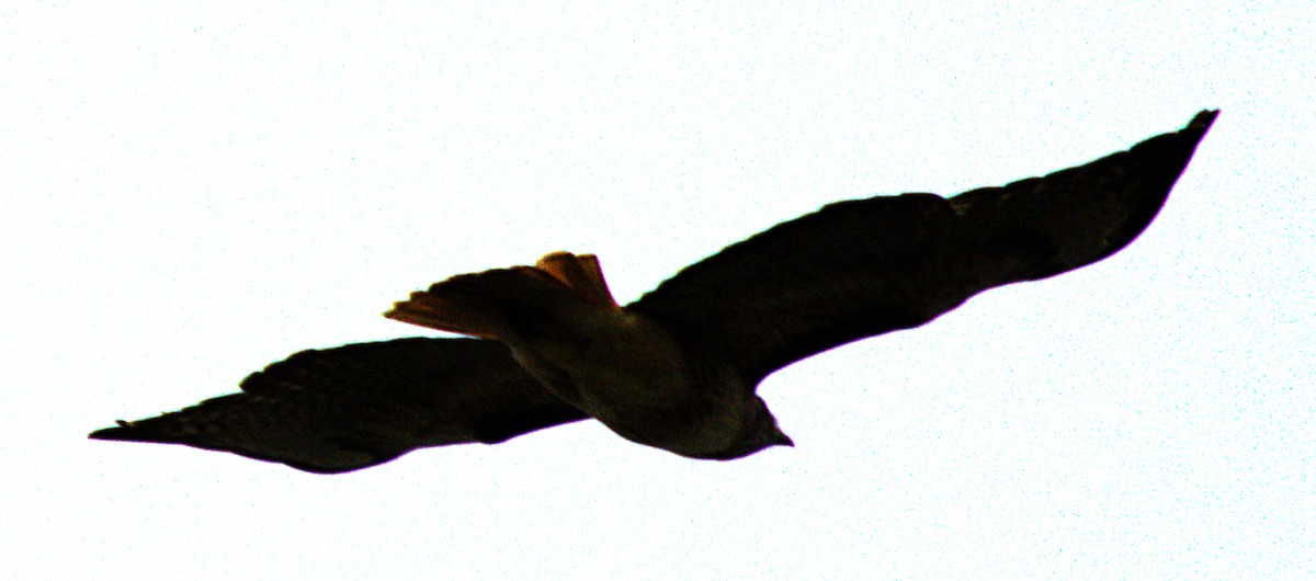 Red-tailed Hawk - Andrew Melnick