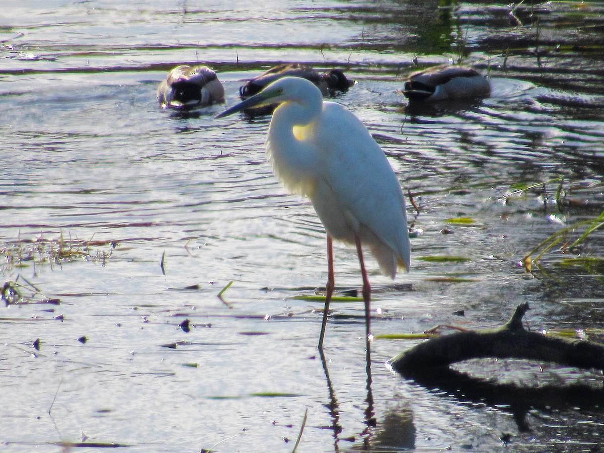 Цасч дэглий - ML617988272