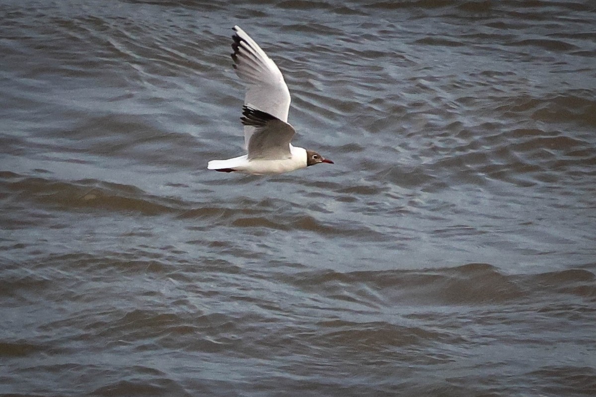 Mouette de Patagonie - ML617988276