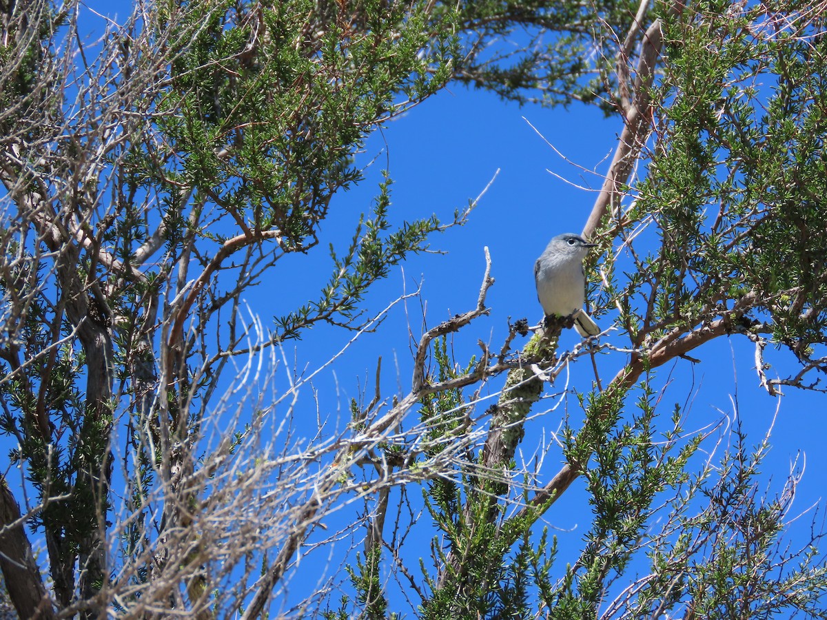 Blue-gray Gnatcatcher - ML617988278