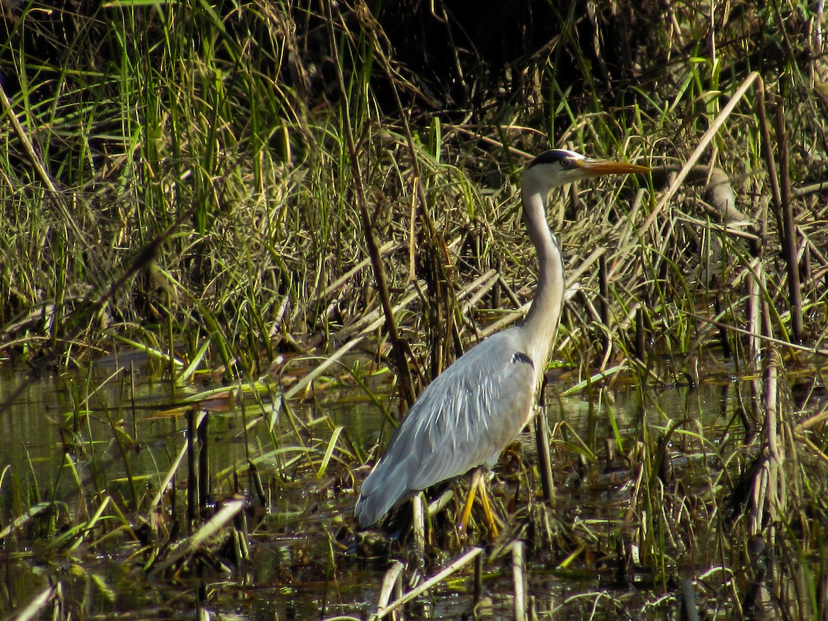 Хөх дэглий - ML617988291