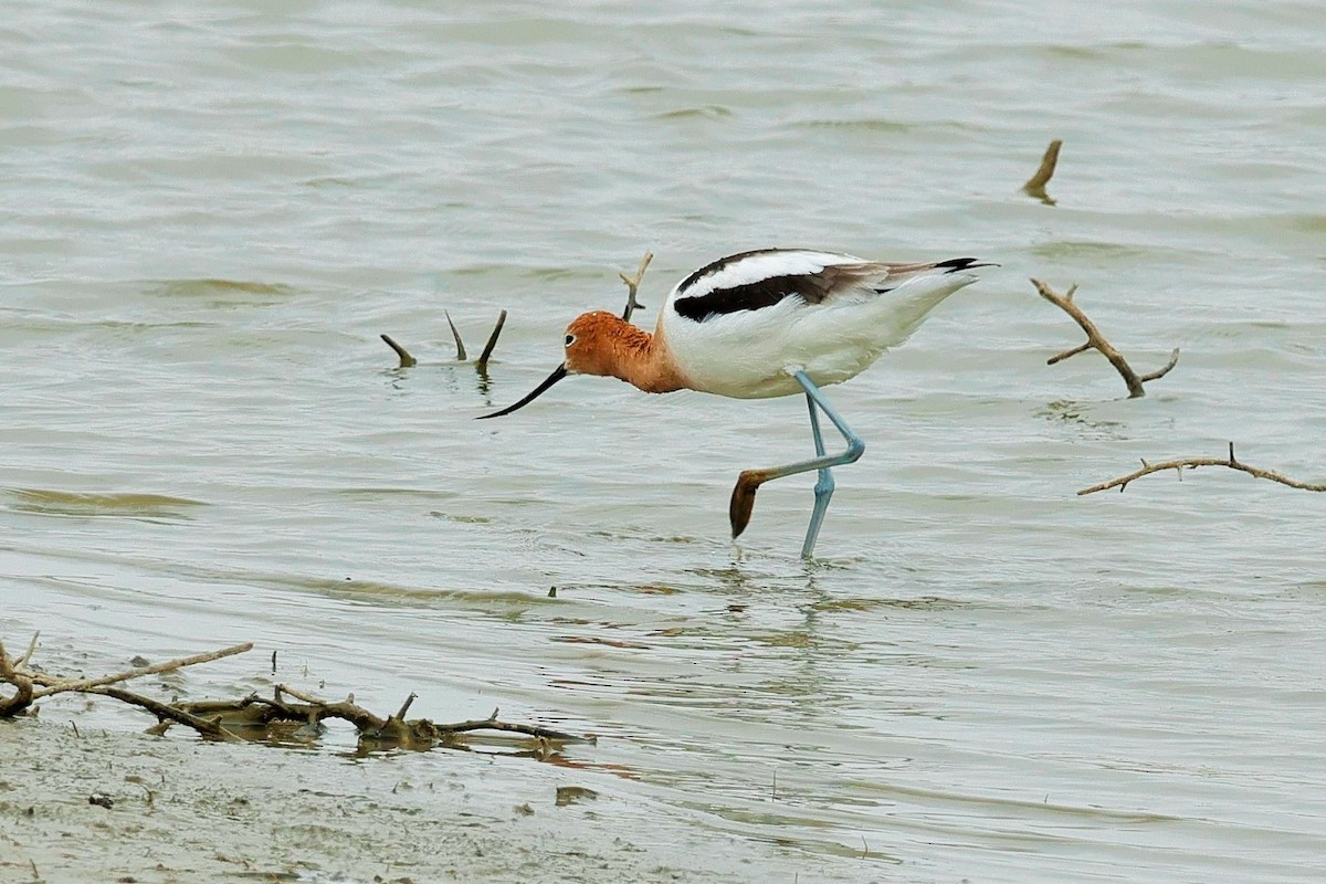 Avoceta Americana - ML617988295