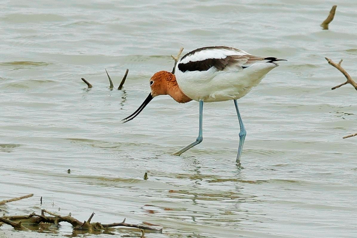 Avoceta Americana - ML617988296