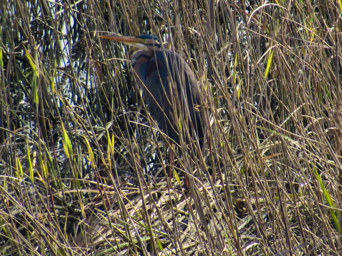 Зээрд дэглий - ML617988310