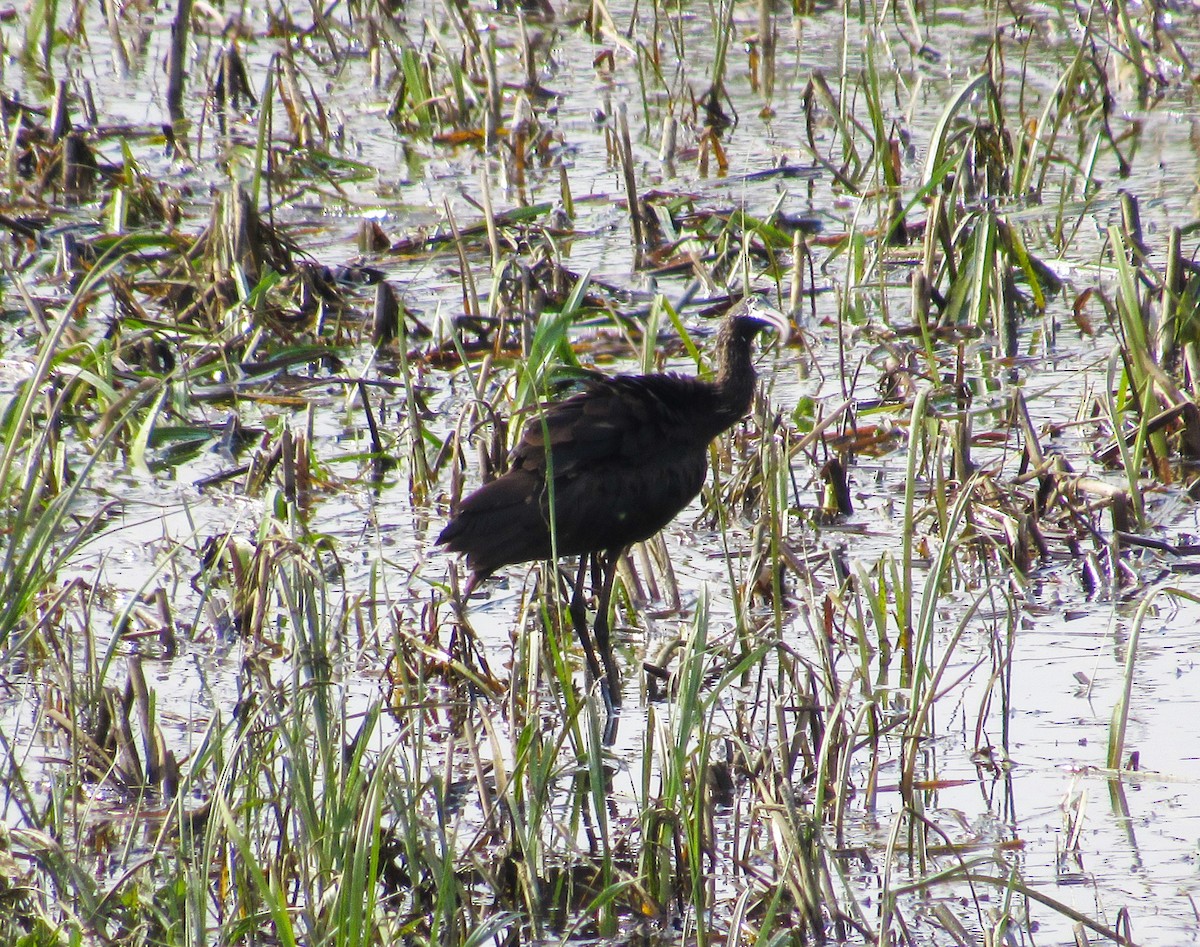 Гялаан билүүс - ML617988327