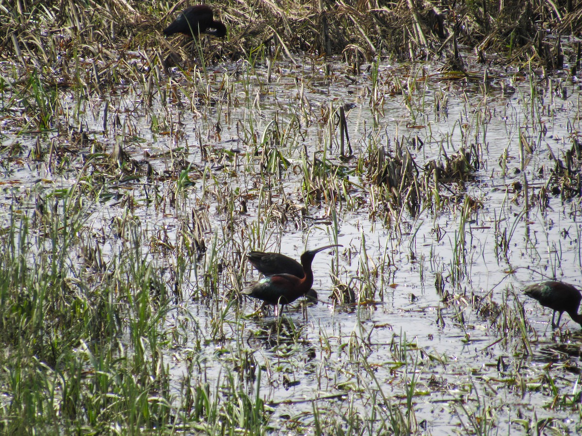 Гялаан билүүс - ML617988328