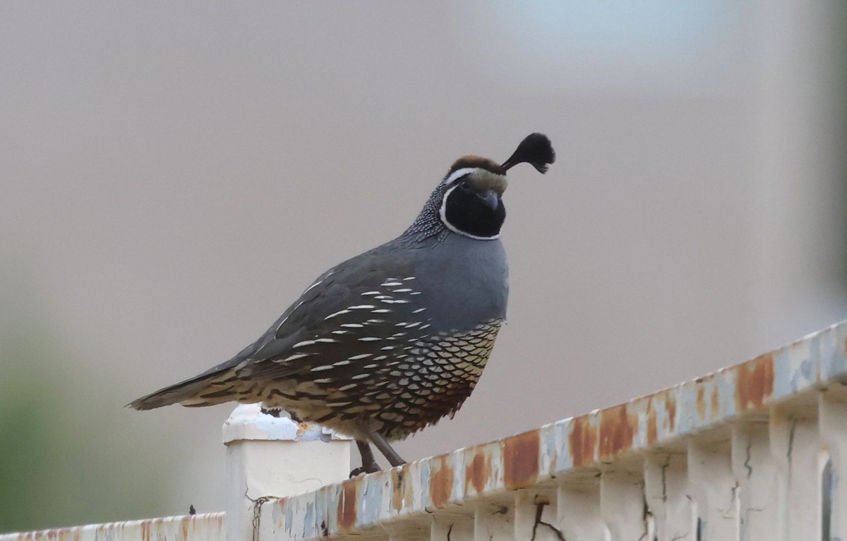 California Quail - ML617988340