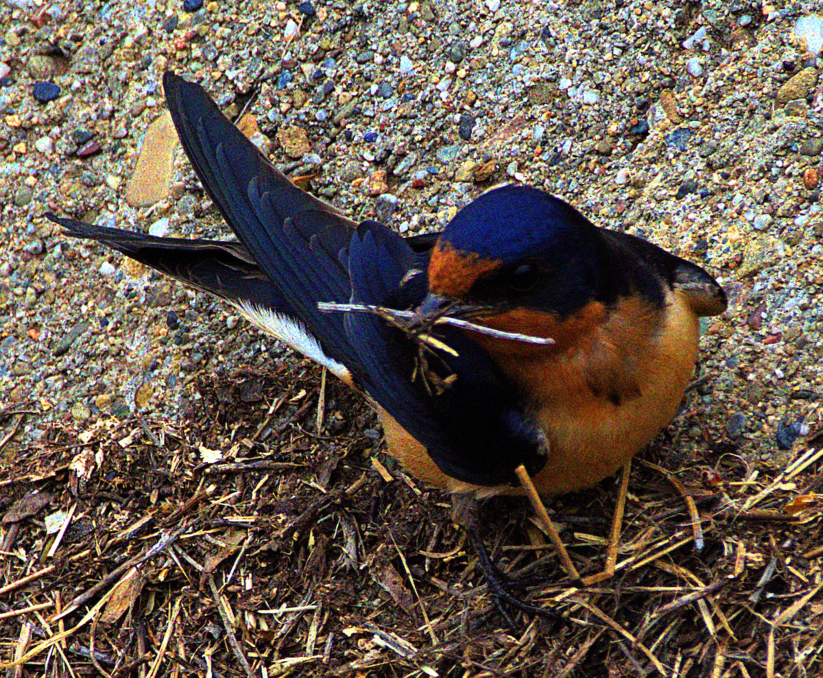 Barn Swallow - Andrew Melnick