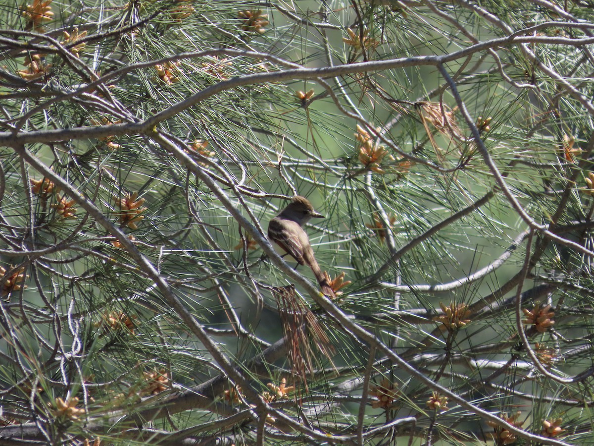 Ash-throated Flycatcher - ML617988349